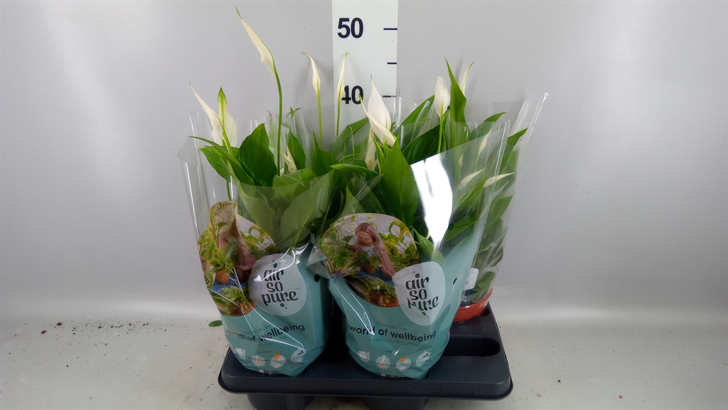 Spath Pearl Cupido 15Ø 45cm