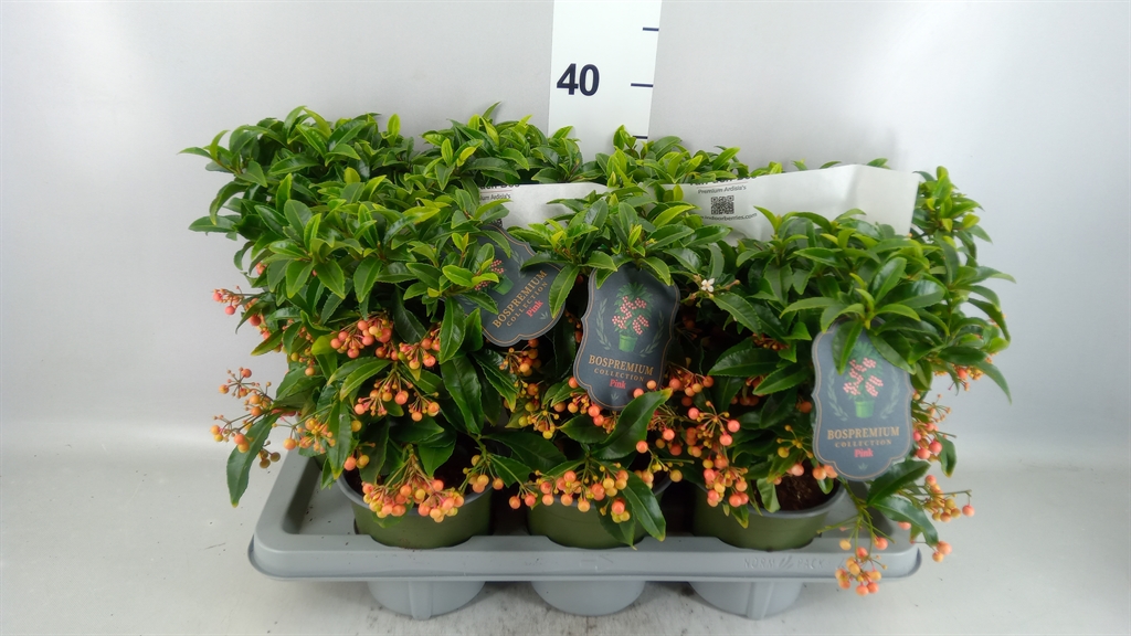 Ardisia Crenata Premium Pink 14Ø 40cm