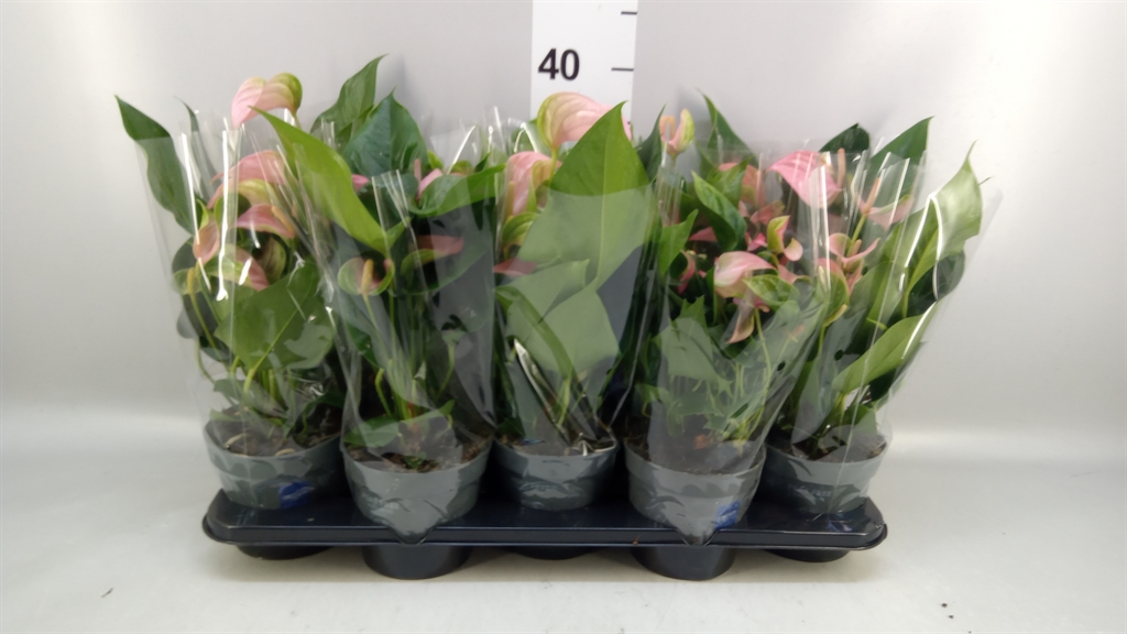 Anthurium Joli 12Ø 40cm