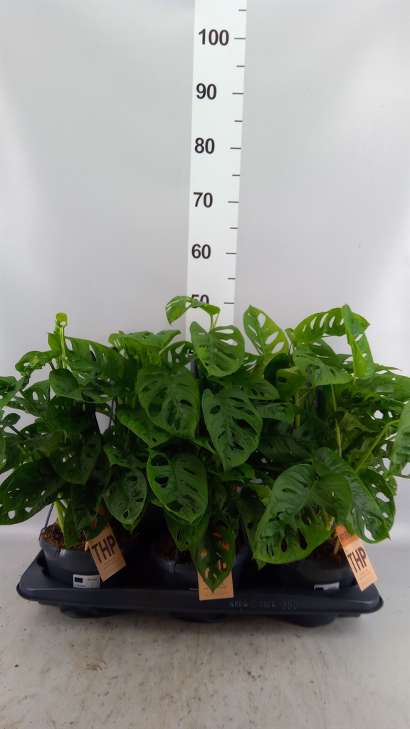 Monstera Obliqua 15Ø 40cm