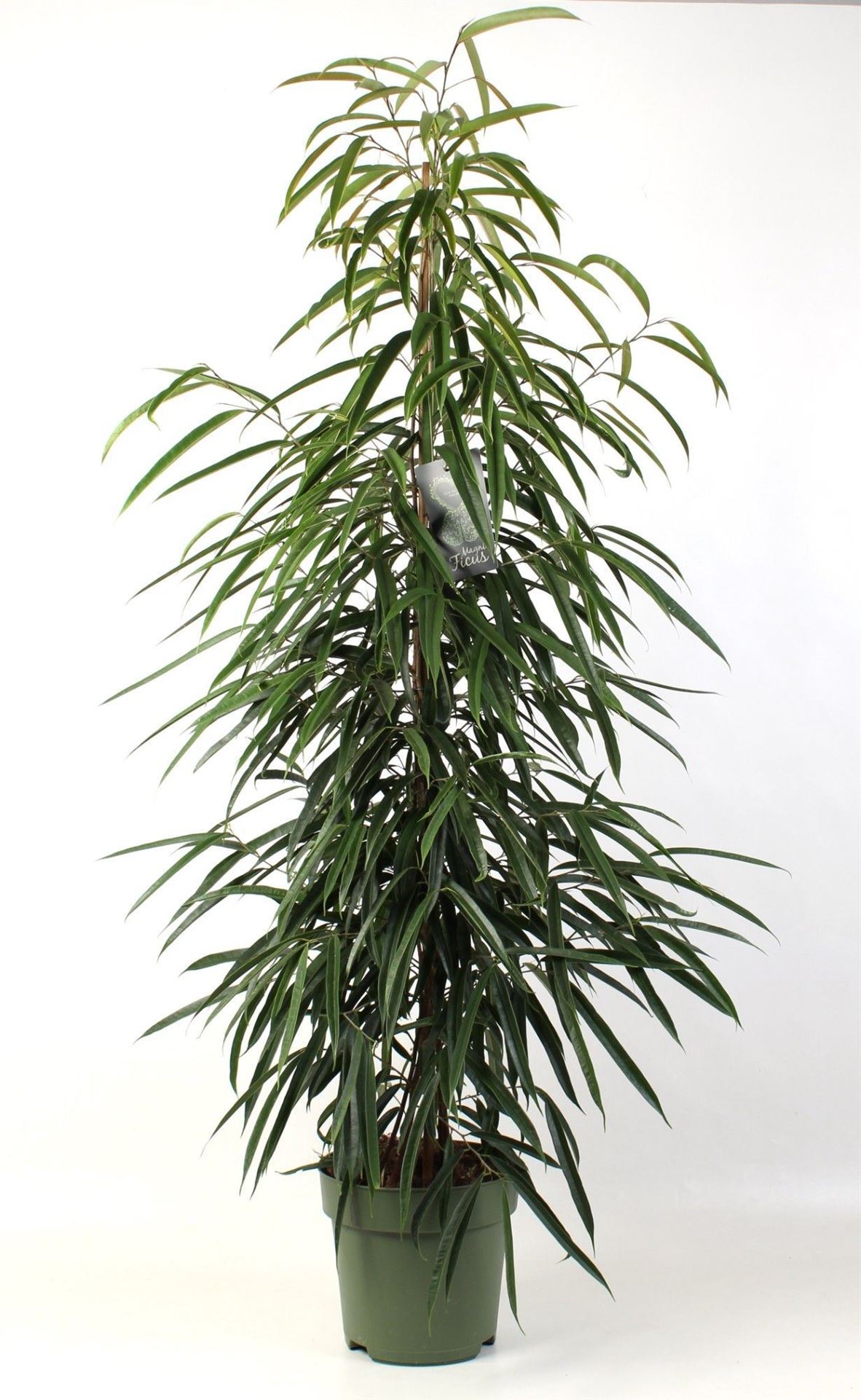 Ficus Alii 27Ø 150cm