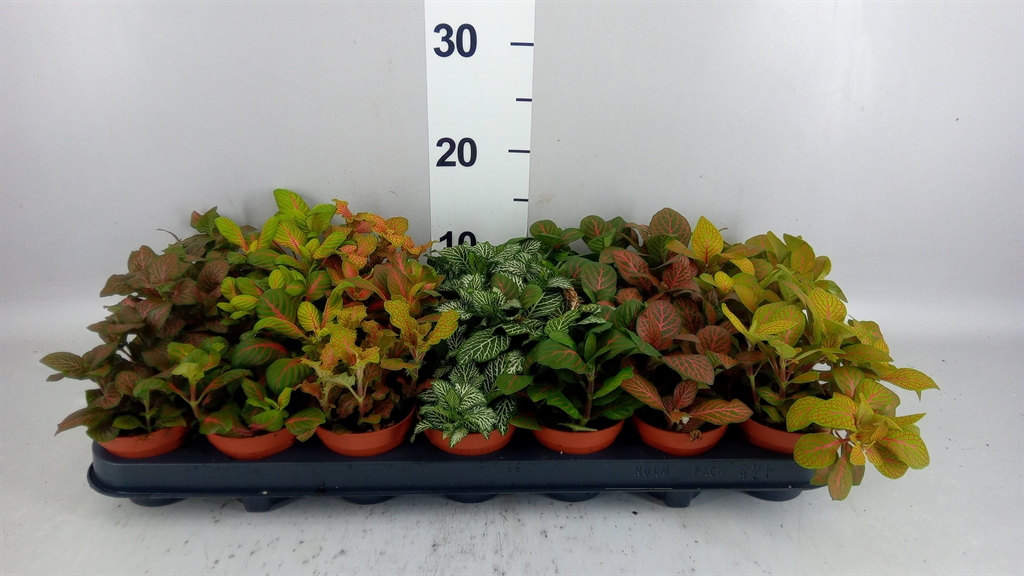 Fittonia Mix 7 Colours 8Ø 12cm