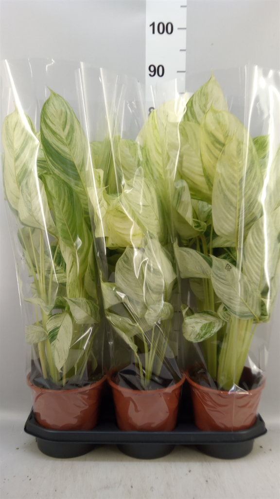 Ctenanthe Overig 19Ø 70cm