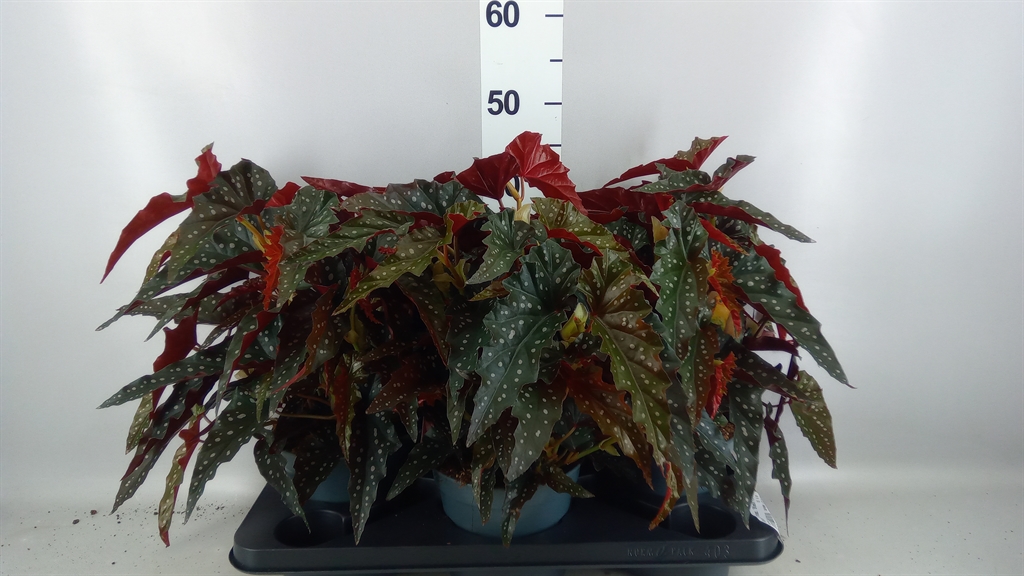 Begonia Maculata Black Forest 17Ø 35cm