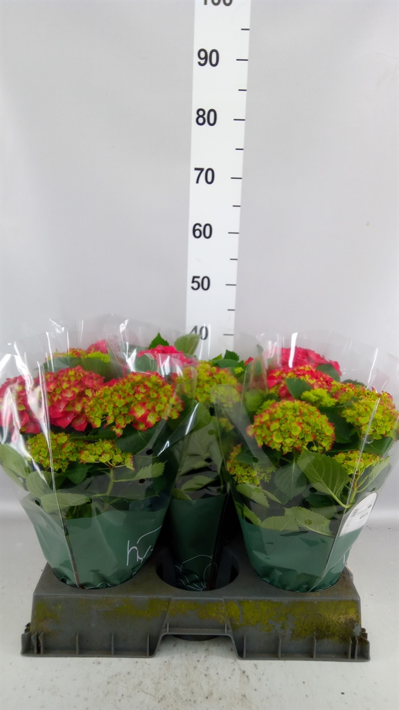 Hydrangea Hi Fire 14Ø 36cm 7bl
