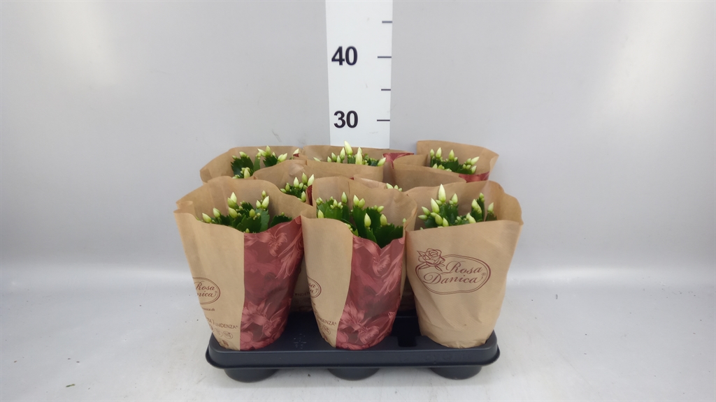 Schlumb Overig 12Ø 25cm
