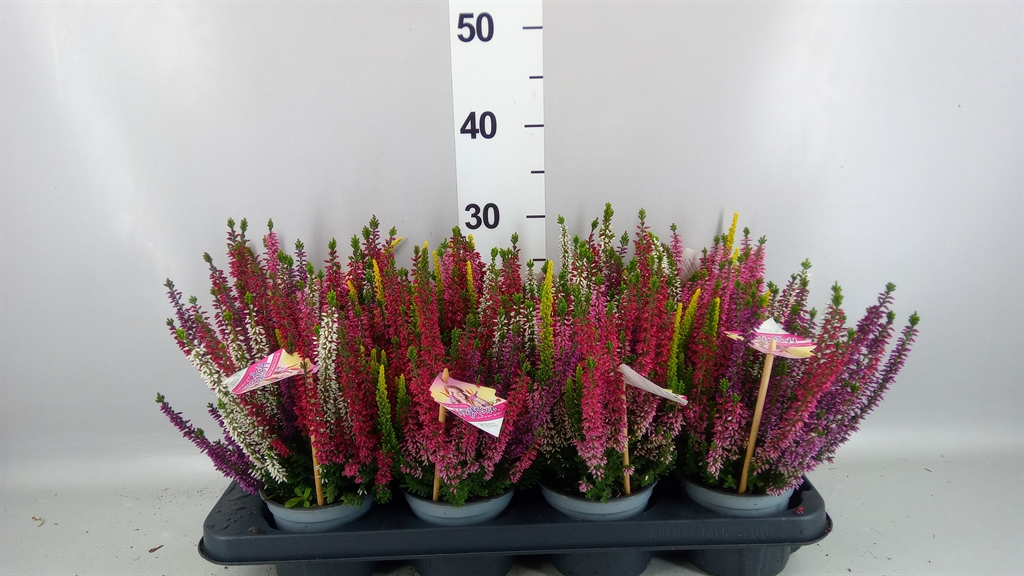 Calluna High Five Mix 12Ø 17cm