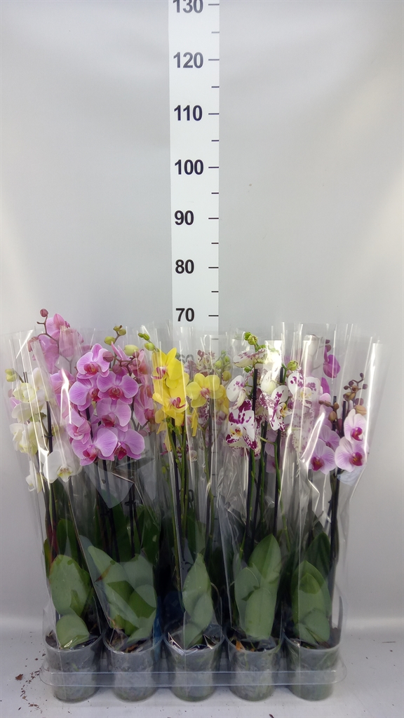 Phal Gem 5 Kl 12Ø 55cm