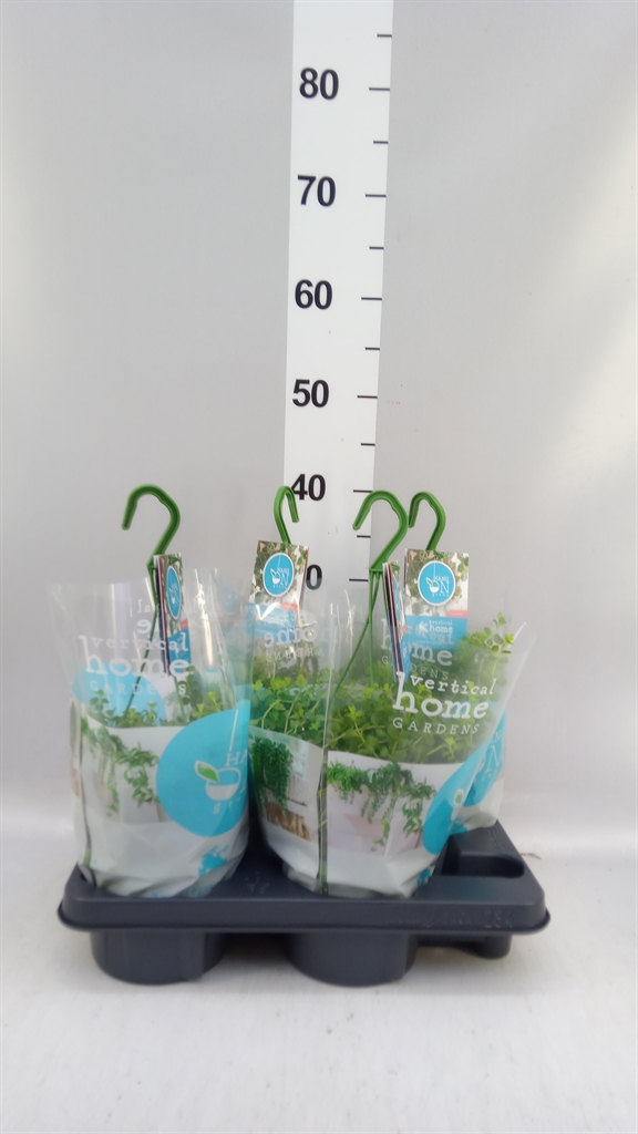 Peperomia Isabelle 14Ø 30cm