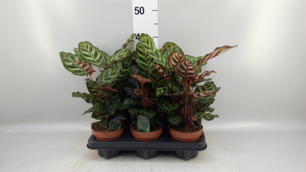Calat Makoyana 12Ø 25cm