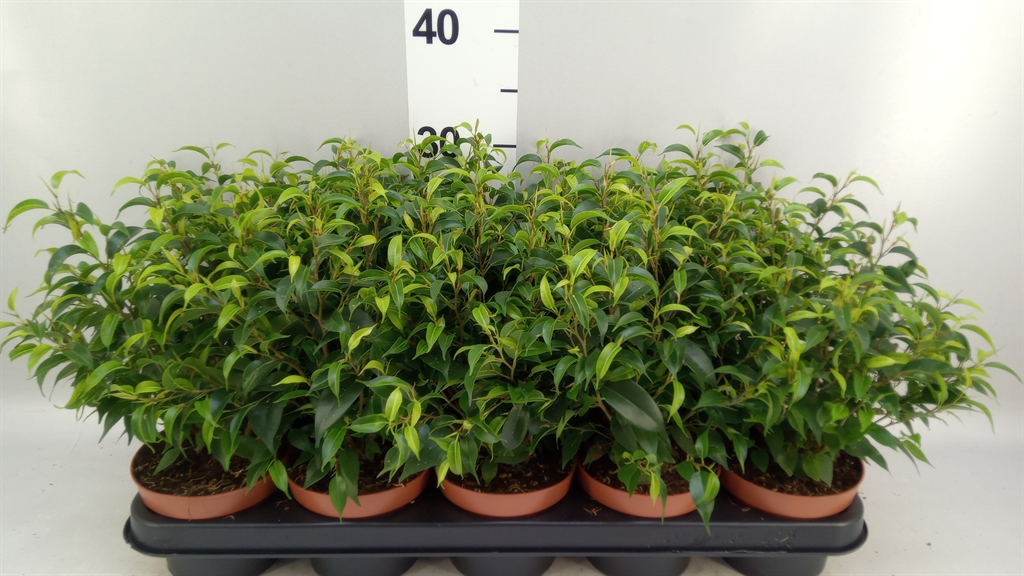 Ficus Benjamina Natasja 12Ø 30cm