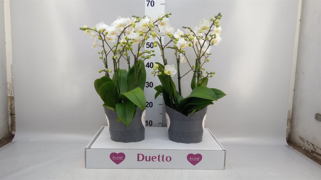 Phalaenopsis Multiflora French Blonde 17Ø 50cm 3st
