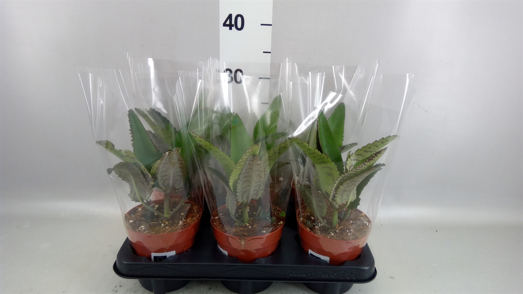 Kalanchoe Daigremont 12Ø 25cm