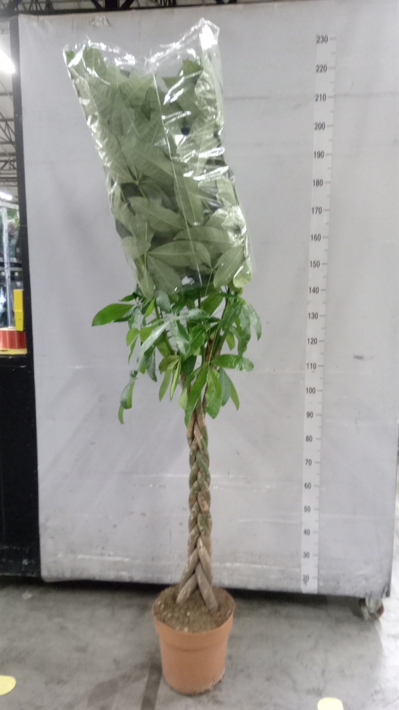 Pachira Aquatica 30Ø 150cm