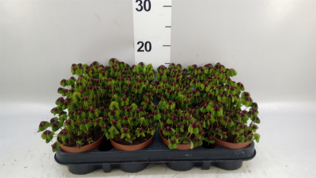 Oxalis Deppei 9Ø 15cm