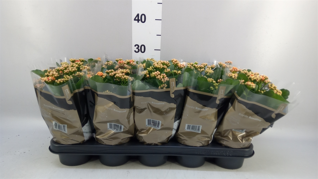 Kalanchoe Double Rosalina Feliz Bicolor 12Ø 27cm