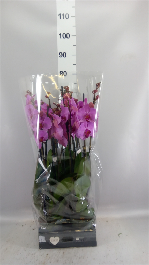 Phalaenopsis Orlando 12Ø 65cm 3st