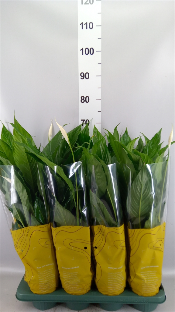 Spath Sweet Chico 13Ø 55cm