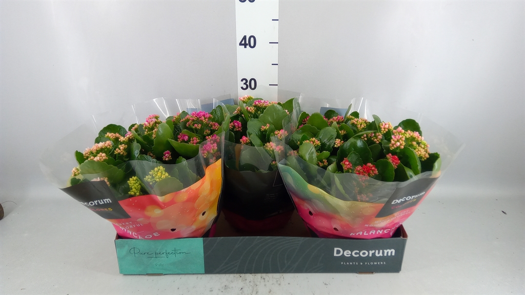 Kalanchoe Double Mix 23Ø 28cm