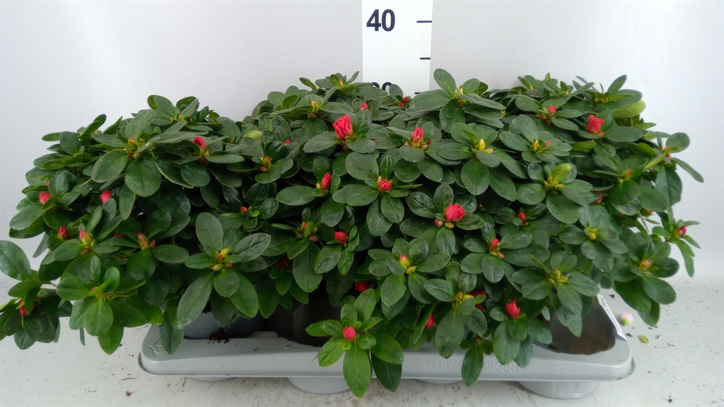 Rhododendron Jimmy 14Ø 27cm