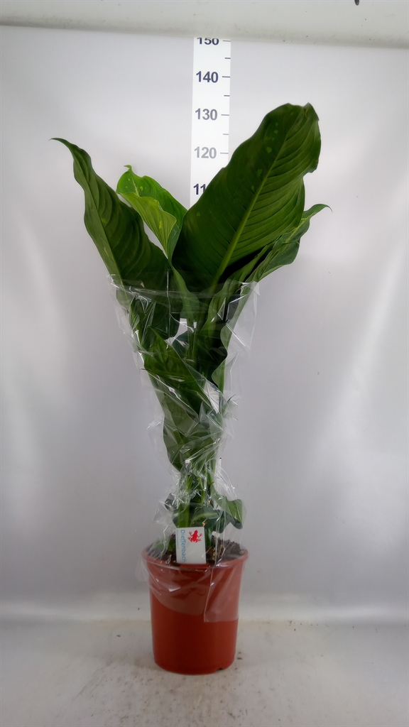 Dieffenbachia Galaxy 24Ø 110cm