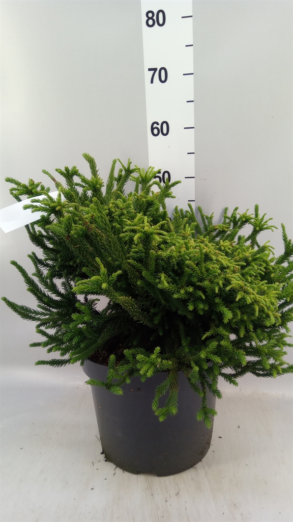 Cryptomeria Japonica 28Ø 40cm