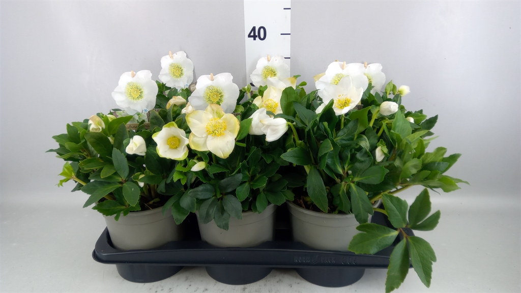 Helleborus Hgc Wintergold 17Ø 35cm