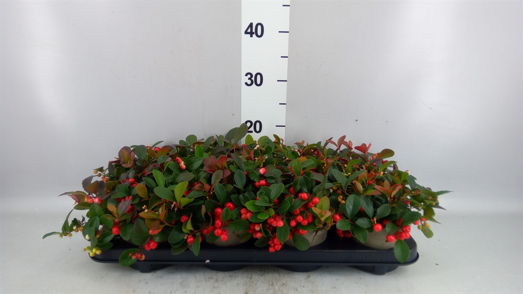 Gaulth Pr Ciao B Red 12Ø 25cm