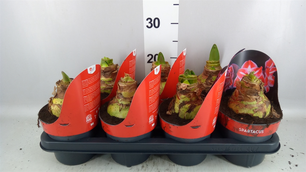 Hippeastrum Spartacus 14Ø 25cm