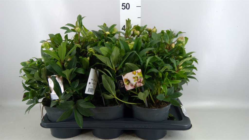 Helleborus Jwls Winterbells 17Ø 40cm