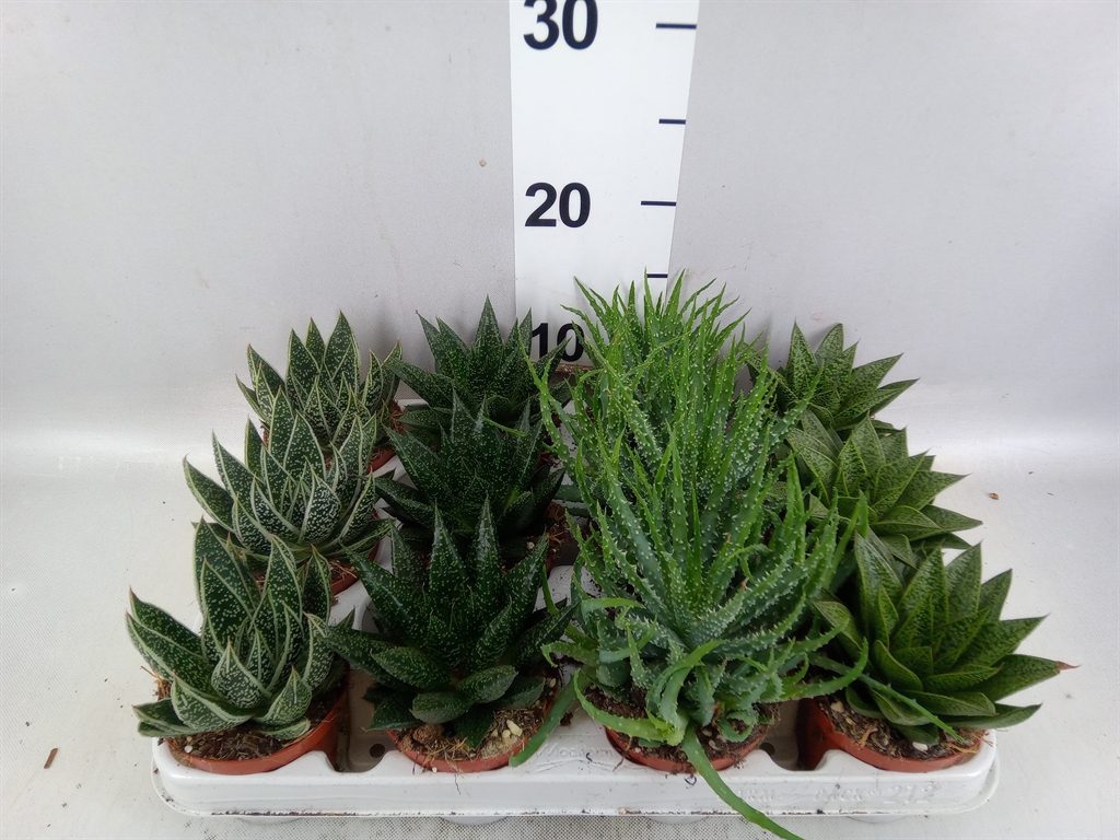 Aloe Mix 8Ø 12cm