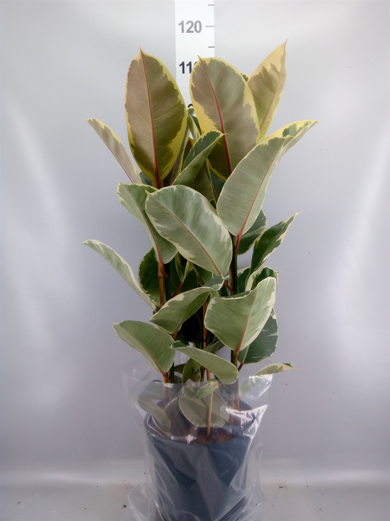 Ficus Tineke 27Ø 105cm