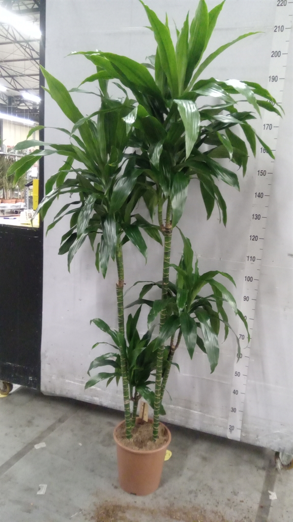 Dracaena Janet Craig 27Ø 210cm