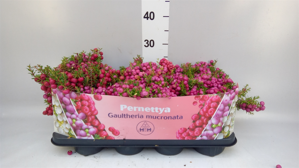 Gaultheria Mucronata 14Ø 25cm