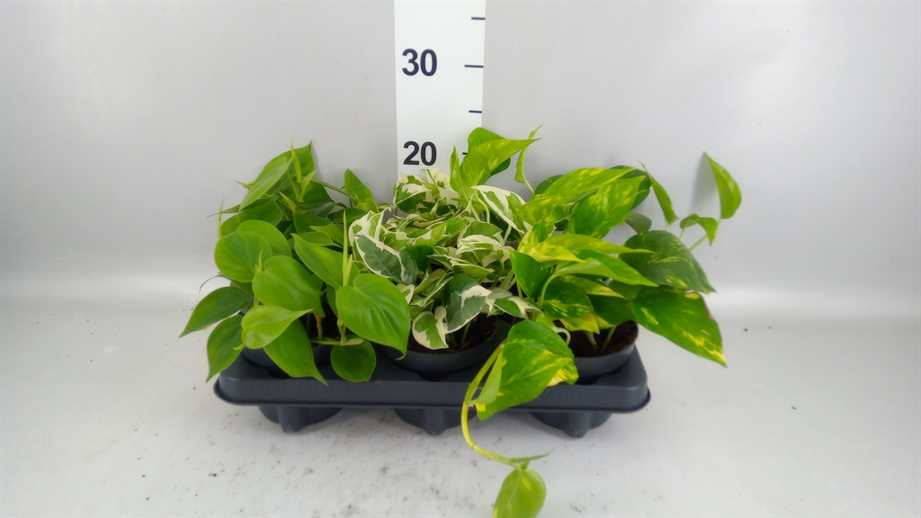 Epipermnum Mix 12Ø 25cm