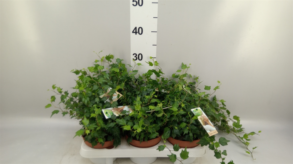 Hedera Helix Jessica 13Ø 15cm