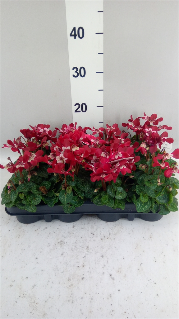 Cyclamen Super Serie Djix 7Ø 15cm