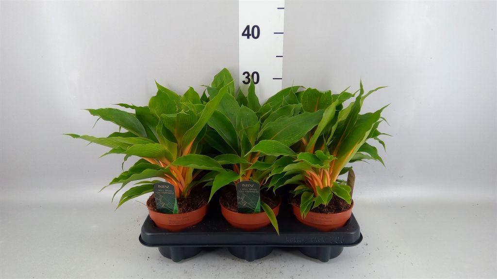 Chlorophytum Fire Flash 12Ø 25cm