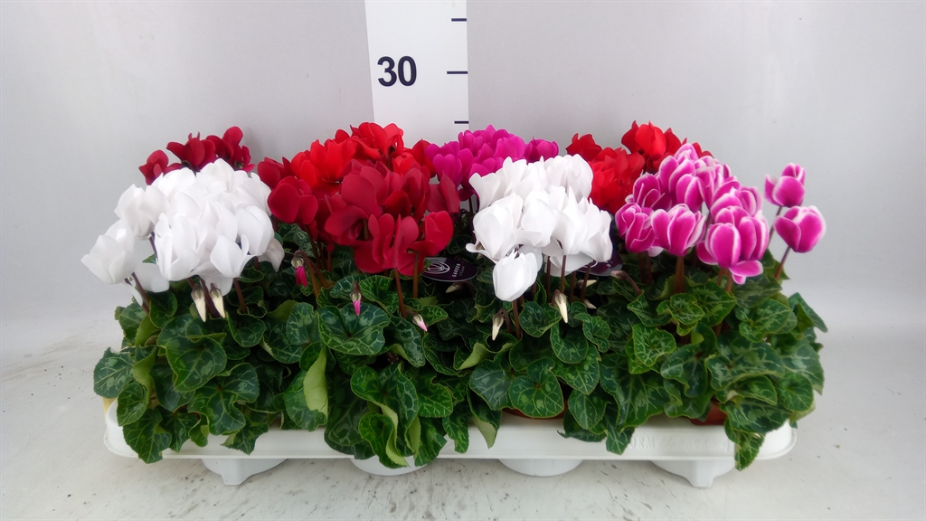 Cyclamen Midi Garden 10Ø 20cm