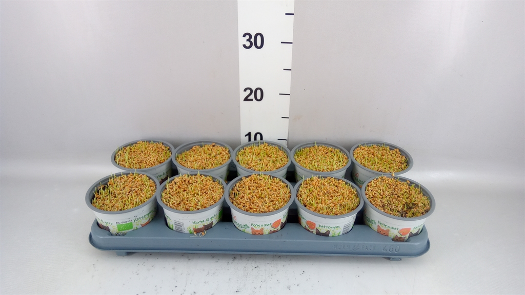 Hordeum Kitty Grass 12Ø 10cm