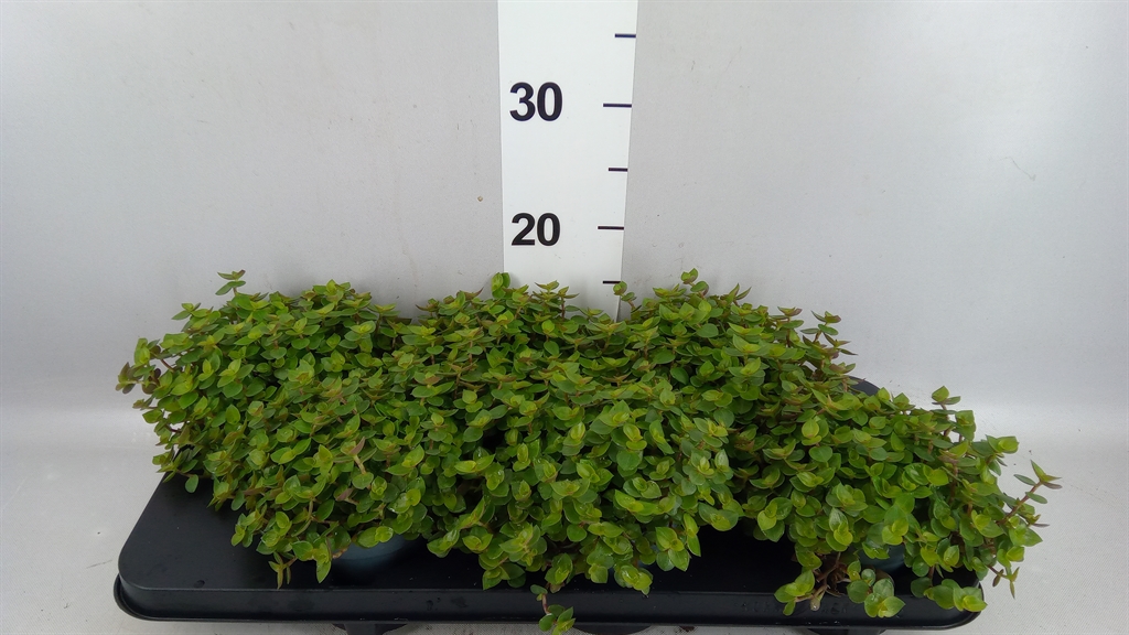 Callisia Repens 12Ø 15cm