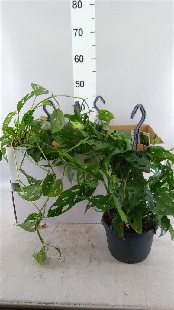 Monstera Adansonii 17Ø 40cm