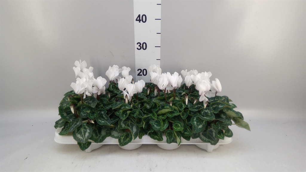 Cyclamen Super Serie Allure 10Ø 20cm