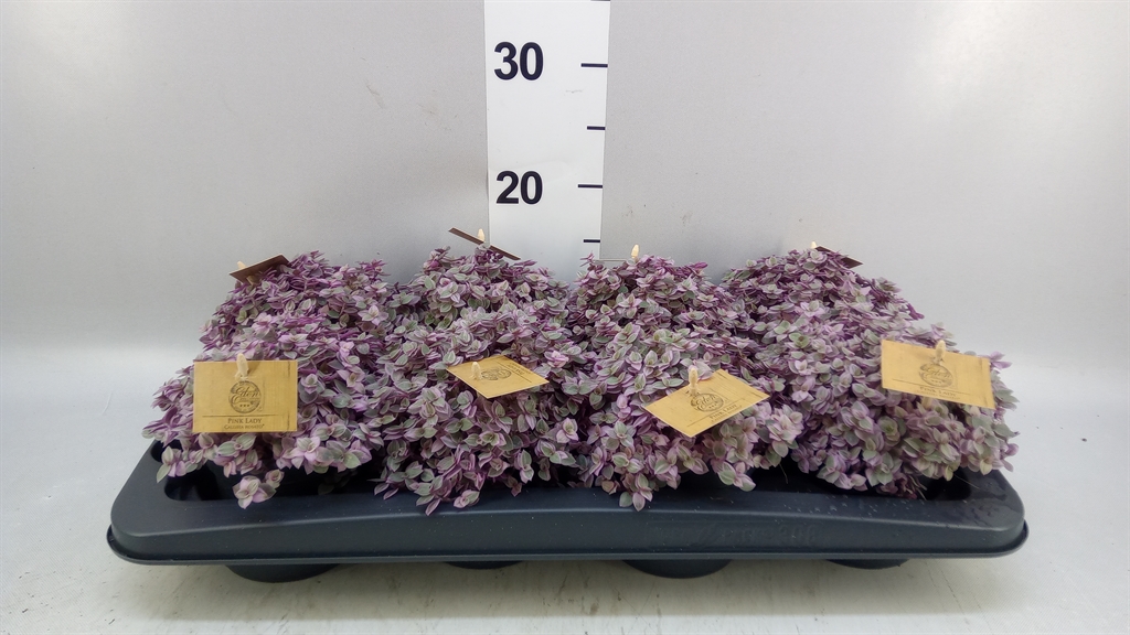 Callisia Repens Rosato 10Ø 15cm