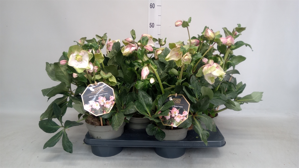 Hell Hgc Wb Katie 17Ø 40cm