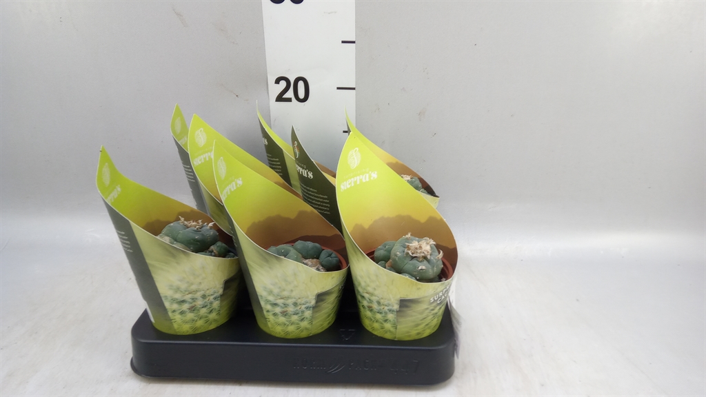 Succulenten Overig 508Ø