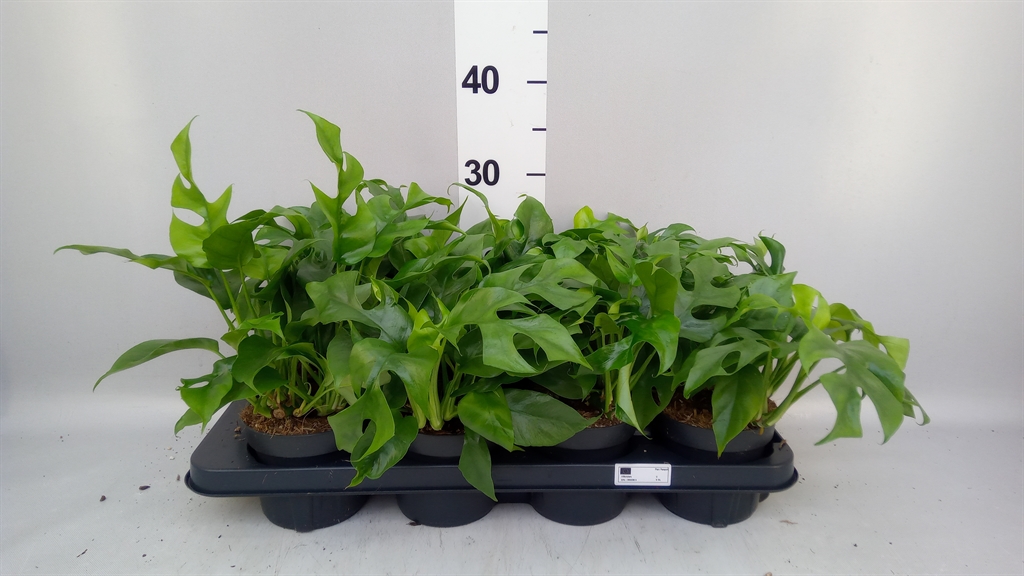 Rhaphidophora Tetrasperma 12Ø 30cm