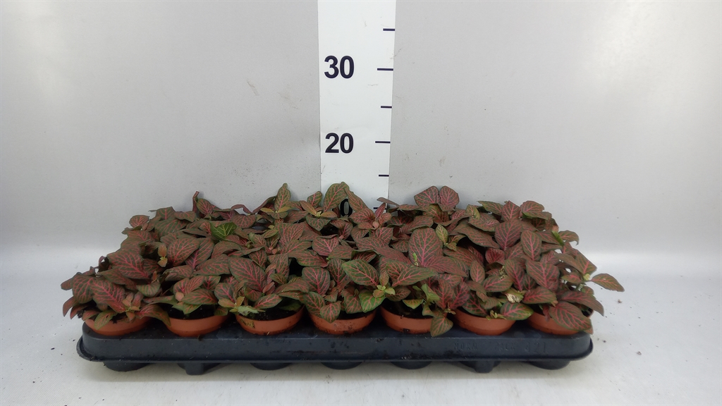 Fittonia Verschaffeltii Joly Josan 8Ø 12cm