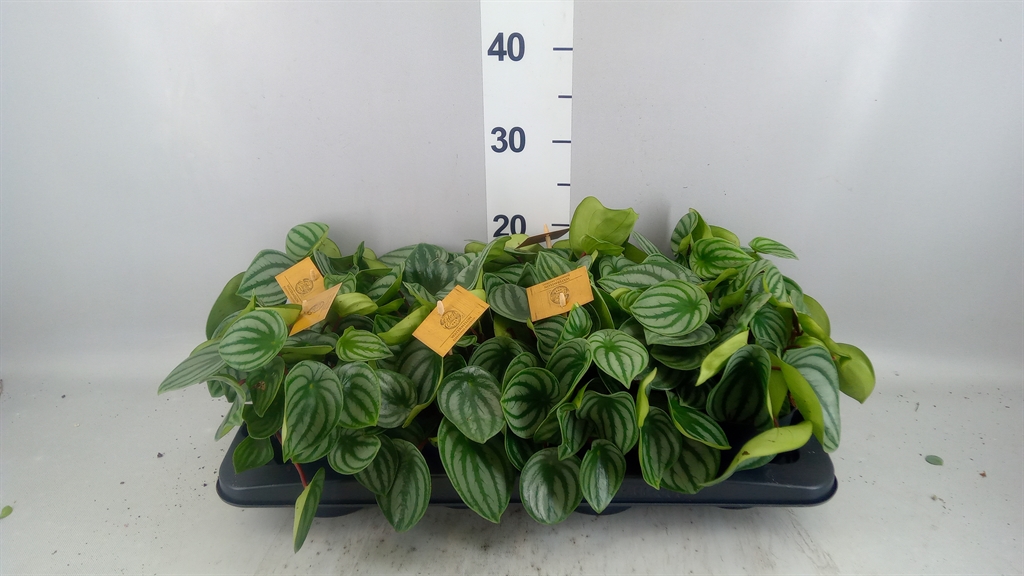 Peperomia Argyreia 12Ø 20cm
