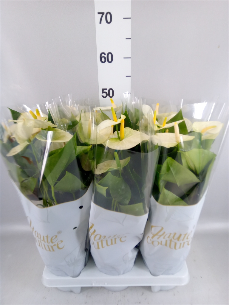 Anthurium Cocos 14Ø 50cm